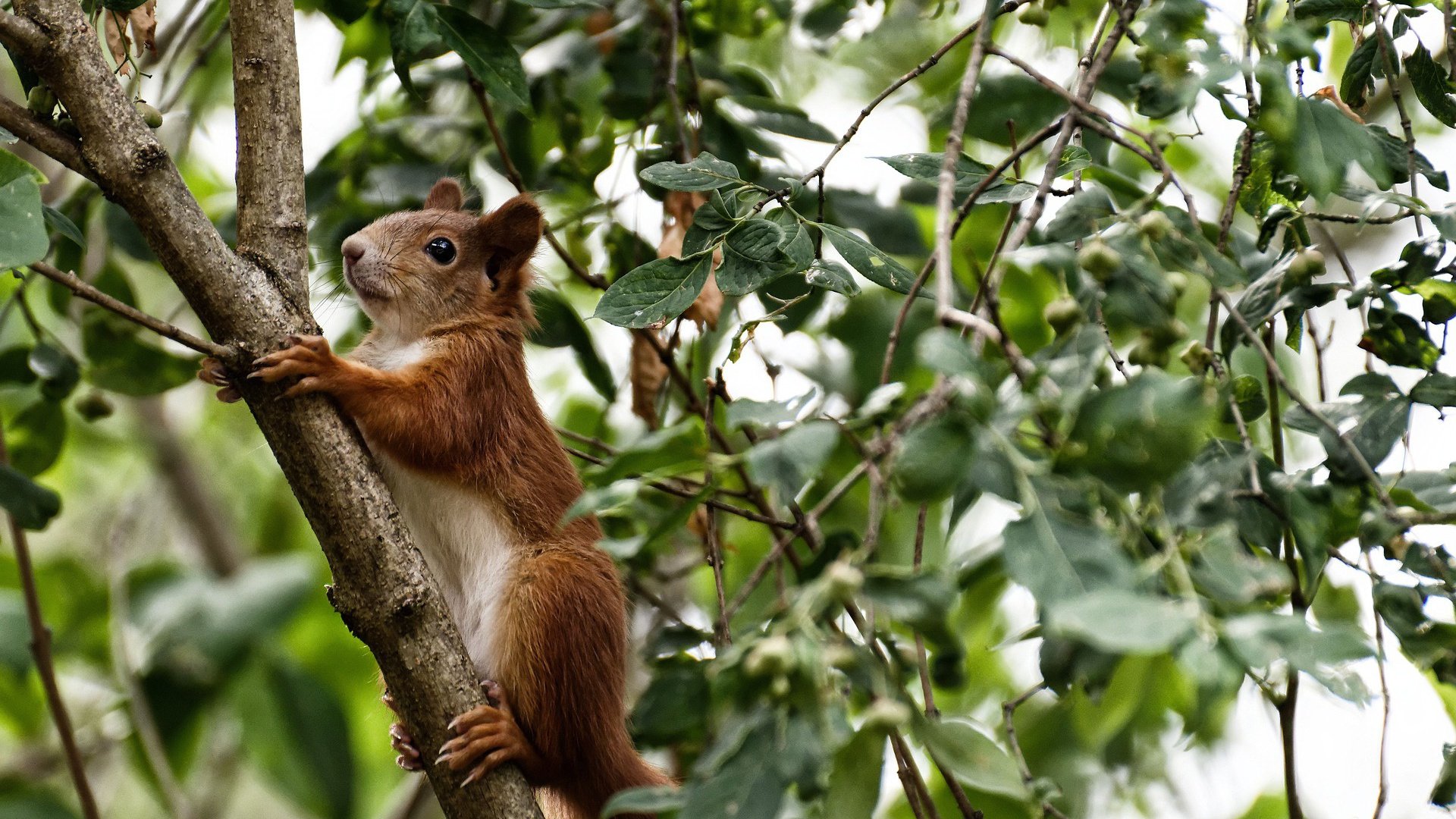开云-“法甲焦点战：豪门争夺，悬念持续升温”，法甲豪门球队排名前十