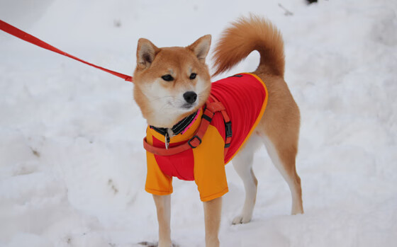 开云体育中国官方网站-“青少年足球赛事国际化，激发少年成长热情”，2020青少年足球赛事