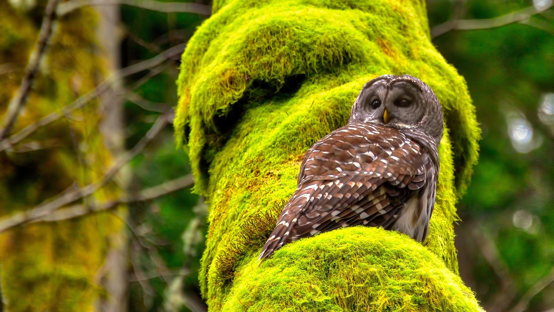 开云电竞账号入口-关键时刻,狼王蒂伊多次投中决定胜负的远距离三分!,狼王大帝